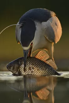 Images Dated 29th September 2020: Black-capped Night heron (Nycticorax nycticorax) feeding on fish at fish farm pond