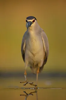 Black-capped Night heron (Nycticorax nycticorax) at fish farm pond