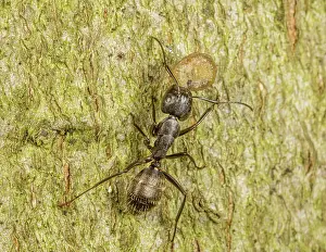 Caterpillars Prints: Black carpenter ant (Camponotus pennsylvanicus) feeding on caterpillar prey