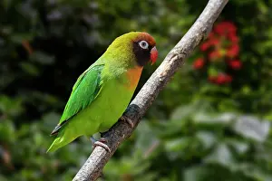 Psittaculidae Prints: Black-cheeked lovebird (Agapornis nigrigenis) perched on branch