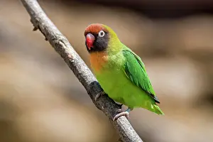 True Parrot Prints: Black-cheeked lovebird (Agapornis nigrigenis) perched on branch