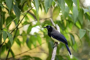 Colombia Prints: Black-chested jay (Cyanocorax affinis) perched on branch