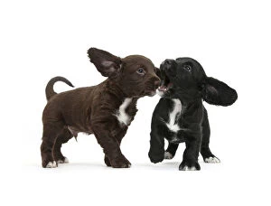 Playing Gallery: Black and chocolate Cocker Spaniel puppies play-fighting, against white background