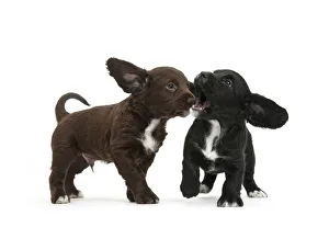 Gun Dog Prints: Black and chocolate Cocker Spaniel puppies play-fighting, against white background
