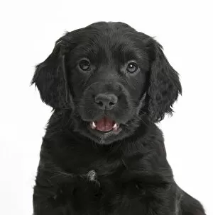 Playing Gallery: Black Cocker Spaniel puppy, against white background