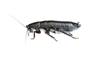 Western Australia Prints: Black cockroach (Polyzosteriinae) Torndirrup National Park