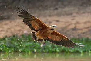 Pantanal Prints: Black-collared hawk (Busarellus nigricollis) in flight over river carrying Red-bellied piranha (Pygocentrus nattereri)