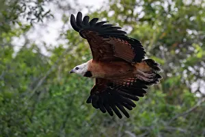 Hawk Prints: Black-collared hawk (Busarellus nigricollis) in flight, Pantanal, Brazil