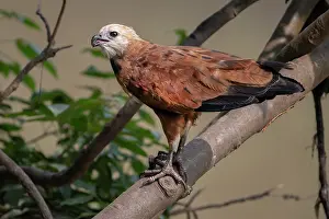 Accipitriformes Prints: Black-collared hawk (Busarellus nigricollis) perched on branch