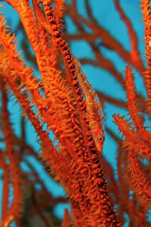 Goby Prints: Black coral goby (Bryaninops tigris) resting on Black coral (Antipatharian sp)