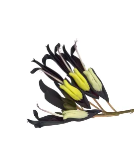 Anthers Gallery: Black coral vine (Kennedia nigricans) flowers, pollinated by honeyeaters (flowers