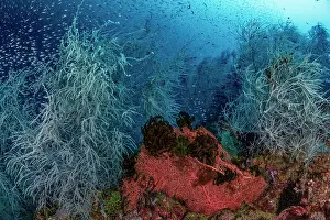 Echinoderm Prints: Black corals (Antipatharia), Orange sea fan (Alcyonacea) and several dark Feather stars (Comatulida) on coral reef