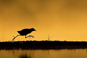 Rallidae Prints: Black crake (Zapornia flavirostra) running along bank beside pool at sunrise