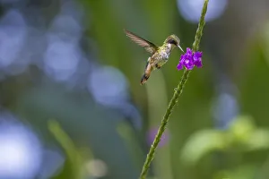 Trochilidae Prints: Black-crested coquette (Lophornis helenae) juvenile male visiting Porterweed