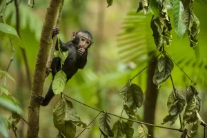 October 2021 Highlights Prints: Black crested monkey or macaque (Macaca nigra) infant in tree, Sulawesi, Indonesia