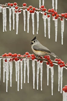 North American Birds Collection: Black-crested titmouse (Baeolophus bicolor), adult perched on icy branch of Possum Haw Holly