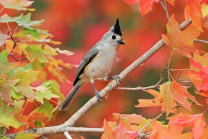 Images Dated 6th September 2011: Black-crested Titmouse (Baeolophus bicolor atricristatus) adult on autumn leaves of