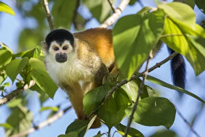 Rainforest Gallery: Black-crowned Central American squirrel monkey (Saimiri oerstedii oerstedii) Osa Peninsula