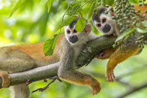 Monkey Prints: Black-crowned Central American squirrel monkey (Saimiri oerstedii