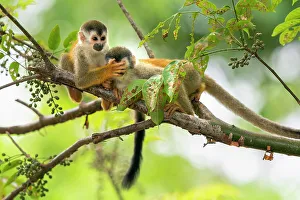 Monkey Prints: Black-crowned Central American squirrel monkey (Saimiri oerstedii