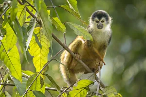 Black-crowned Central American squirrel monkey (Saimiri oerstedii) sitting on branch