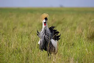 Gruidae Prints: Black crowned crane (Balearica pavonina) foraging for food in the savanna