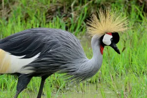 Gruidae Prints: Black crowned-crane (Balearica pavonina) foraging in wetland area, Masai Mara, Kenya