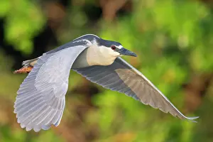 Florida Prints: Black-crowned night heron (Nycticorax nycticorax) in flight