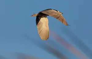 Mexico Prints: Black-crowned night-heron (Nycticorax nycticorax) in flight