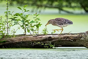 Nycticorax Prints: Black-crowned night-heron (Nycticorax nycticorax) juvenile