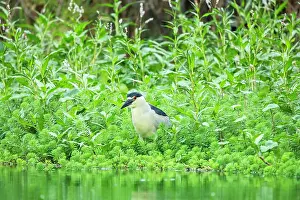 Nycticorax Prints: Black-crowned night heron (Nycticorax nycticorax) standing at edge of canal