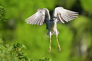 Florida Prints: Black-crowned night Heron (Nycticorax nycticorax) taking flight