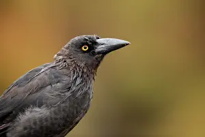 Tasmania Prints: Black currawong (Strepera fuliginosa) portrait