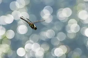 Damselfly Prints: Black darter dragonfly (Sympetrum danae) juvenile male in flight