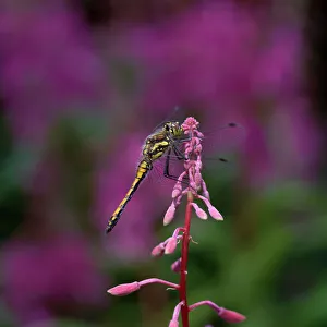 Images Dated 14th June 2010: Black darter dragonfly (Sympetrum danae) male, Peatlands Country Park, County Armagh
