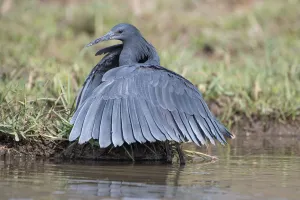 Black egret (Egretta ardesiaca) forming wings into umbrella whilst fishing, Gambia