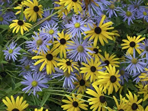 Yellow Collection: Black eyed susan (Rudbeckia fulgida var. sullivantii) Goldsturm flowers