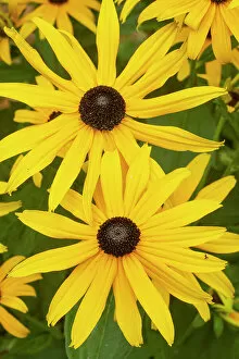 January 2023 Highlights Gallery: Black eyed susan (Rudbeckia hirta) cultivated form, in flower
