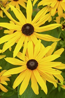 January 2023 Highlights Prints: Black eyed susan (Rudbeckia hirta) cultivated form, in flower