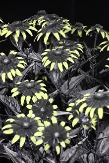 Indoors Prints: Black eyed susan (Rudbeckia sp.) flowers under UV light on black background