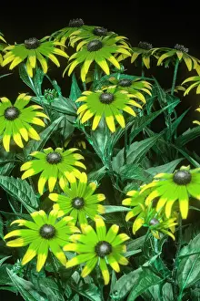 Indoors Prints: Black eyed susan (Rudbeckia sp.) flowers under bee vision light on black background