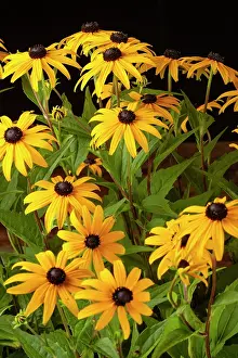 Indoors Prints: Black eyed susan (Rudbeckia sp.) flowers under visible light on black background