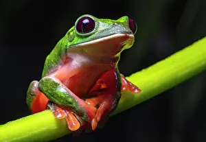 Hylidae Prints: Black-eyed tree frog (Agalychnis moreletii) sitting on plant stem