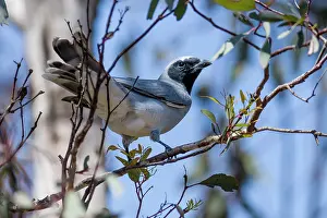Canberra Prints: Black-faced cuckoo-shrike (Coracina novaehollandiae) perched on branch