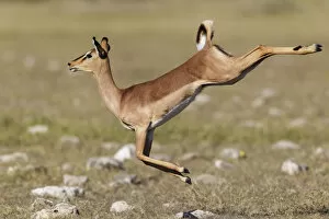 Black faced Impala (Aepyceros melamis petersi) female jumping, Etosha National Park