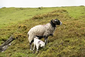 Suckling Prints: Black faced sheep, ewe and suckling lamb