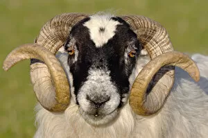 August 2022 Highlights Gallery: Black-faced sheep (Ovis domesticus) ram, head portrait, Isle of Islay, Hebrides, Scotland, UK. April