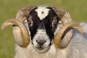 Black-faced sheep (Ovis domesticus) ram, head portrait, Isle of Islay, Hebrides, Scotland, UK. April August 2022 Highlights Collection: Black-faced sheep (Ovis domesticus) ram, head portrait, Isle of Islay, Hebrides, Scotland, UK. April
