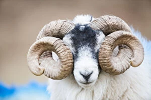 Black faced sheep ram with twisted horns, Mull, Scotland, UK. January