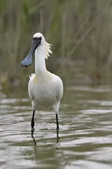 March 2021 Highlights Collection: Black-faced Spoonbill, (Platalea minor), Tainan, Taiwan. Endangered species
